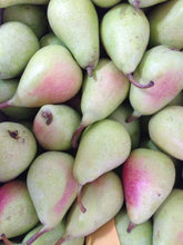 Load image in gallery viewer, Ercolina pear
