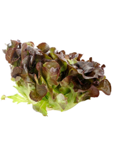 Cargar imagen en el visor de la galería, Lechuga Roble ud
