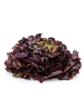 Cargar imagen en el visor de la galería, Lechuga Roble ud
