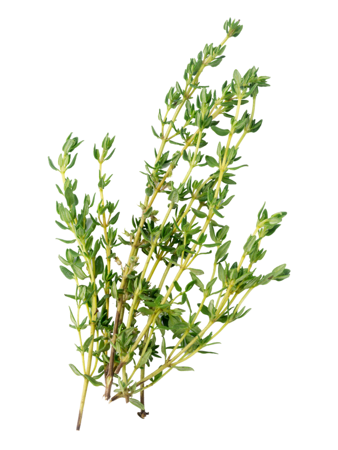 Thyme